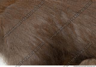 monkey skin fur  0008